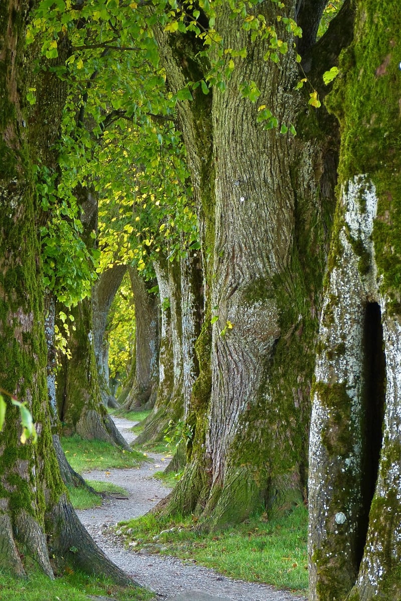 Enchanted Forest