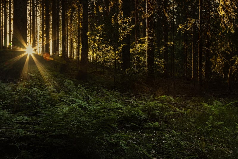 Whispering Woods